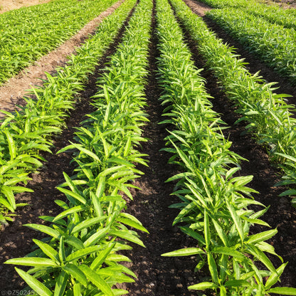 Kalmi Shak Seeds for Planting – Quality Planting Seeds for Your Garden