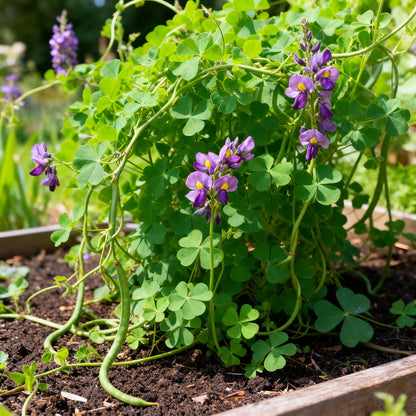 Kudzu Seeds for Planting - Pueraria lobata