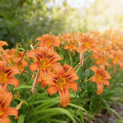 Orange Hemerocallis Daylily Flower Seeds for Garden Planting