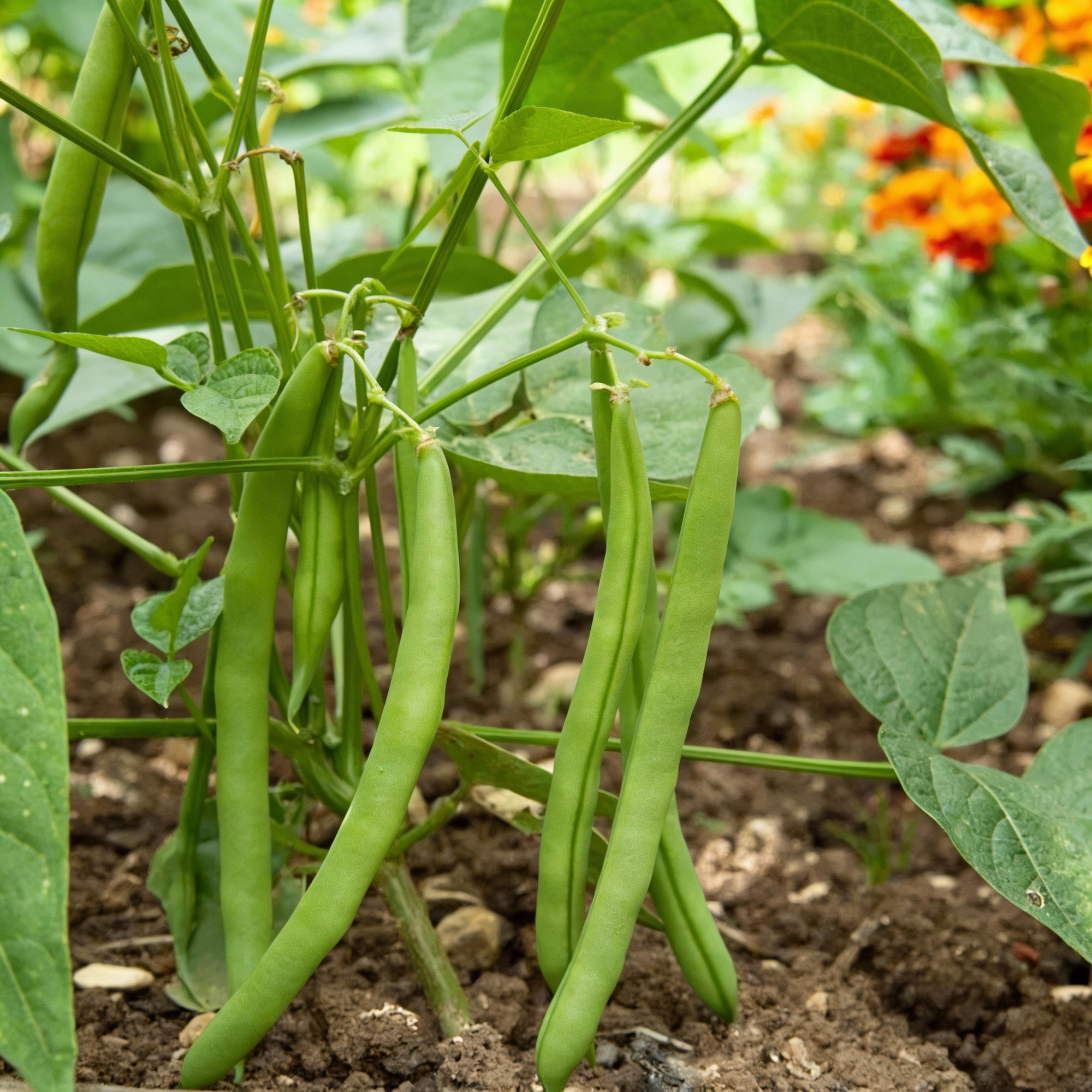 bean-stanley-seeds-premium-variety-for-high-yield-nutritious