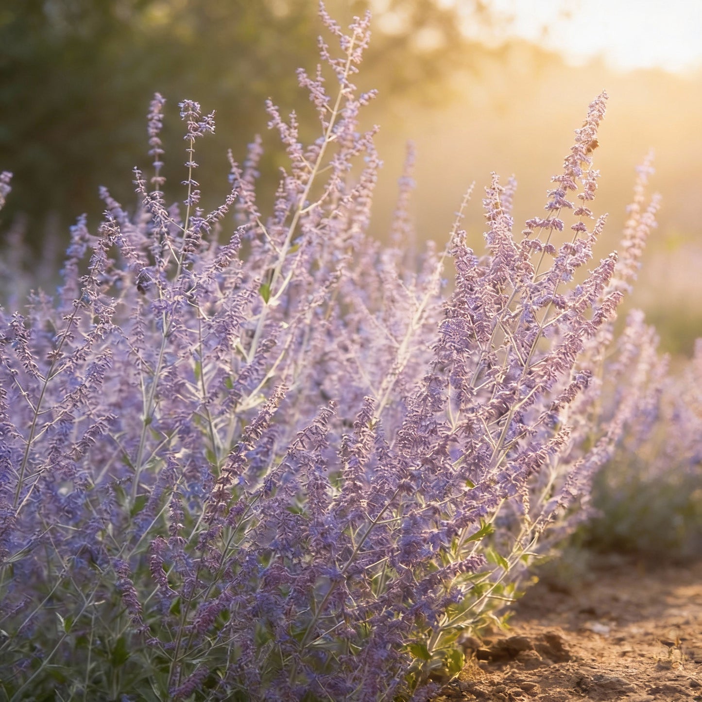 Russian Sage Seeds for Planting – Perovskia atriplicifolia Drought-Tolerant Perennial