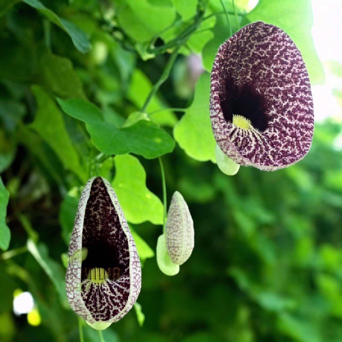 Climbing Dutchman’s Pipe Flower Seeds for Garden Planting