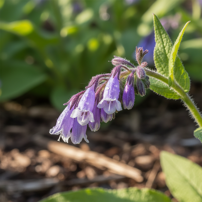 Symphytum officinale Comfrey Seeds – Perennial for Planting