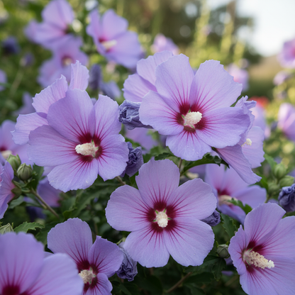 Black Pink Purple Hibiscus Seeds for Garden Planting