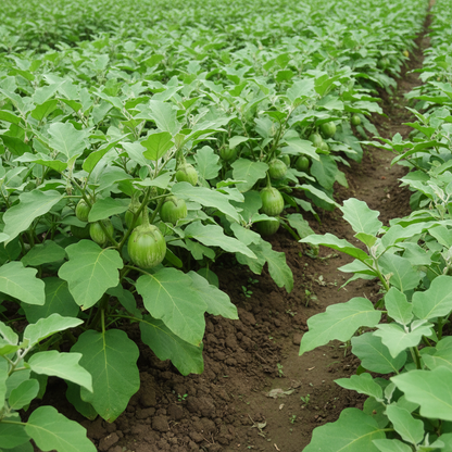 Eggplant Asian Mini Green F1 Seeds for Planting – High Yield Hybrid Brinjal Seeds for Gardening