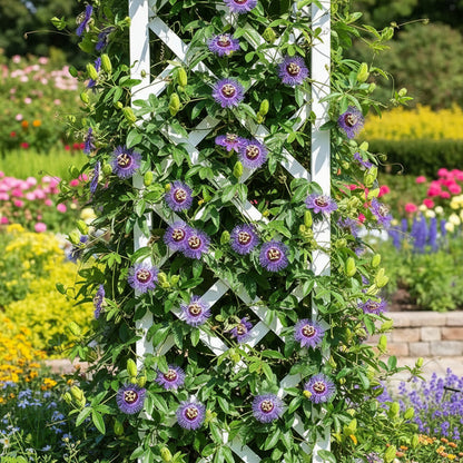 Passiflora Incarnata Seeds for Planting – Purple Passion Flower (Maypop)