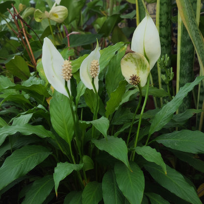 Peace Lily Seeds for Planting - Spathiphyllum for Indoors and Shade
