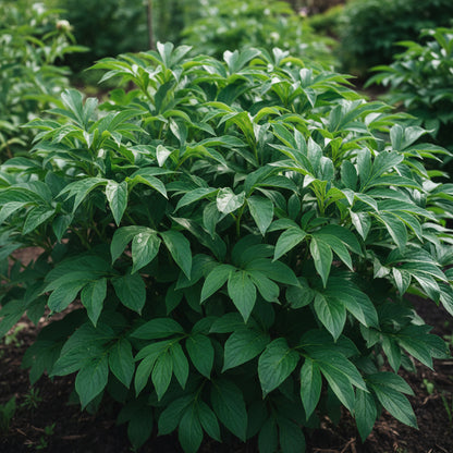 Peony Heirloom Seeds – Robusta Sorbetto Black for Planting