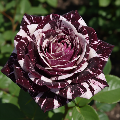 Black Dragon Rose Bush Seeds - Rose Flower Seeds for Garden