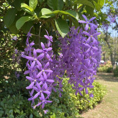 Petrea Volubilis Seeds - Queens Wreath Flower Seeds for Garden