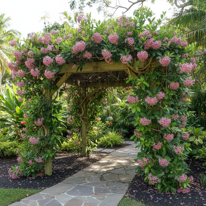 Petrea Volubilis Seeds - Queens Wreath Flower Seeds for Garden