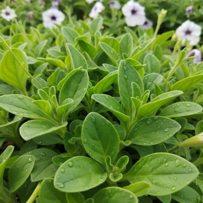 Double Wave Red Petunia Flower Seeds for Planting