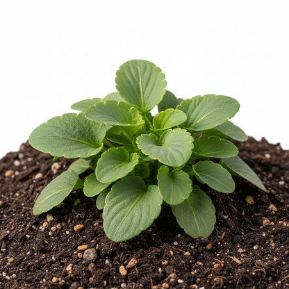 Pansy Padparadja F2 Seeds for Planting
