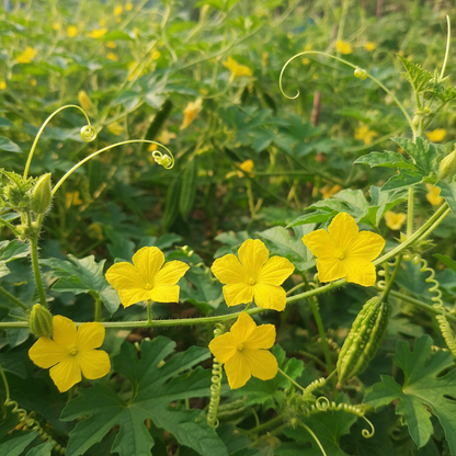 Pusa Do Mausami Bitter Gourd Seeds – High-Yield Heirloom Variety