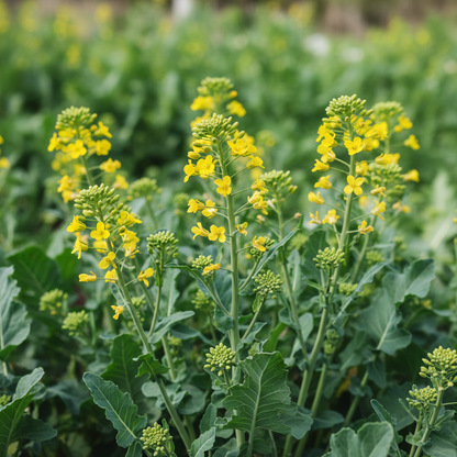 Broccoli Raab (Spring Rapini) Seeds – Fast-Growing Leafy Greens