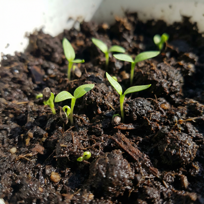 Celosia Plumosa (Pampus) Mixed Flower Seeds – Vibrant Long-Lasting Blooms