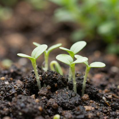 Dragonhead Flower Seeds – Exotic Perennial Blooms with Lush Foliage for Garden Planting