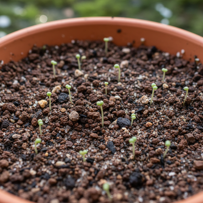 Epiphyllum Anguliger Flower Seeds – Unique Zigzag Blooms for Exotic Gardens