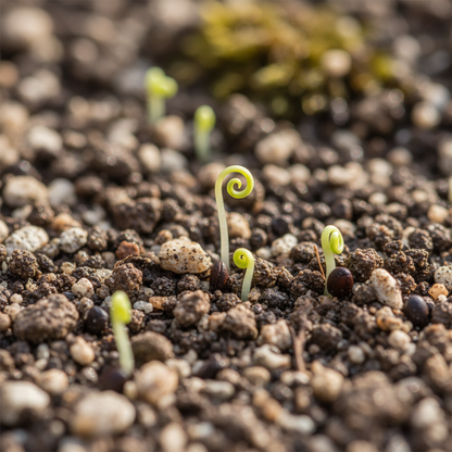 Phyteuma Scheuchzeri Flower Seeds for Garden Planting
