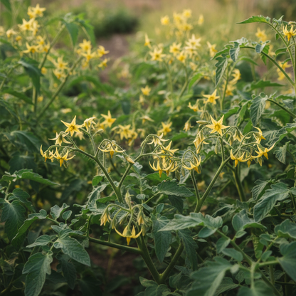 Striped Roman Tomato Seeds – Heirloom, Rich Flavor & Unique Stripes