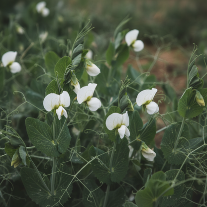 Pea Sugar Snap Bush Sugar Ann Seeds - Sugar Snap Pea Seeds for Home Garden