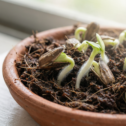 Microgreen Sunflower Seeds – Premium Quality Seeds for Nutrient-Rich Microgreens