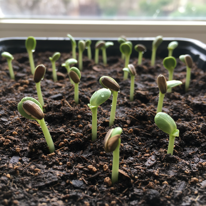 Teddy Bear Sunflower Seeds for Garden Planting