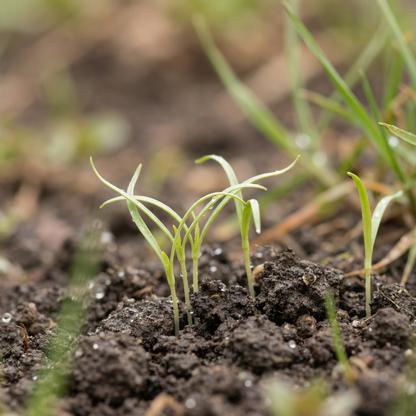 Tragopogon pratensis Wildflower Seeds for Planting – Meadow Salsify Perennial Garden Flower