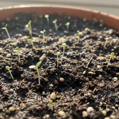 Trailing Lobelia Cascade Red Flower Seeds for Garden Planting