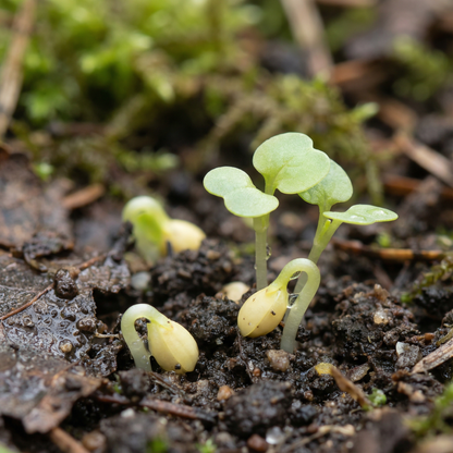 Yellow Cowslip Flower Seeds for Planting – Hardy Perennial Wildflowers for Vibrant Gardens