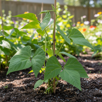 Royalty Purple Pod Bean Seeds – Heirloom Bean for Planting