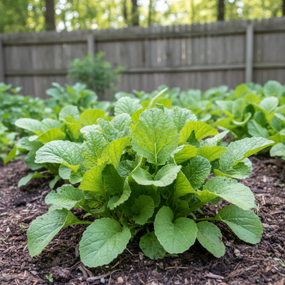 Feaster Family Heirloom Mustard Vegetable Seeds for Planting