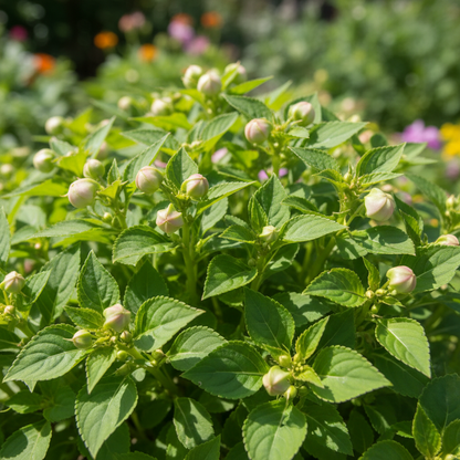 Balsam Tom Thumb Mixed Flower Seeds for Garden Planting