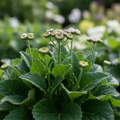 Cineraria Mixed Color Flower Seeds for Garden Planting