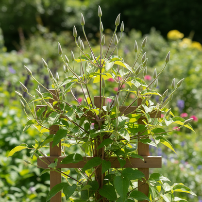 Light Purple Clematis Creeper Flower Seeds for Garden Planting