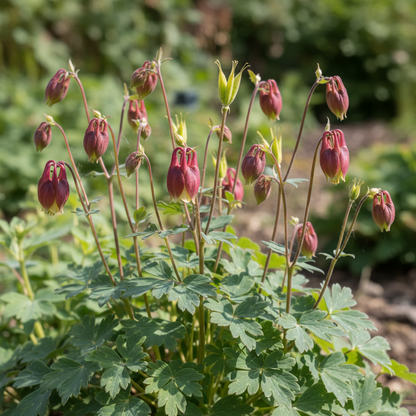Columbine Crimson Star Flower Seeds for Garden Planting