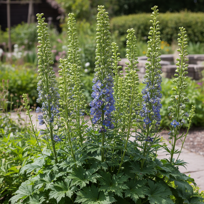 Digitalis Foxglove Foxy Mixed Colors Flower Seeds for Garden Planting