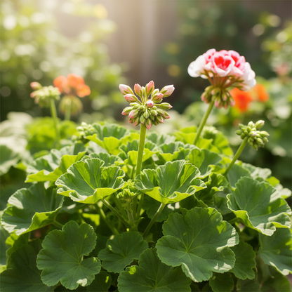 Geranium F2 Colorama Mix Flower Seeds for Garden Planting