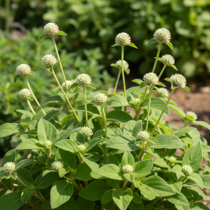 Globe Amaranth Flower Seeds for Garden Planting