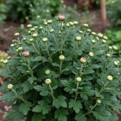 Pink Chrysanthemum Flower Seeds for Garden Planting