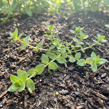 Scarlet Pimpernel Flower Seeds for Planting – Bright Groundcover Wildflower for Garden Beds