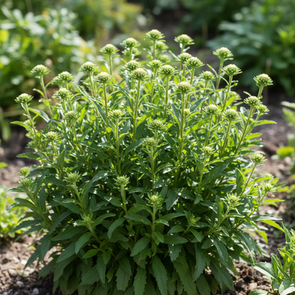Aster Starlight Mixed Flower Seeds for Garden Planting