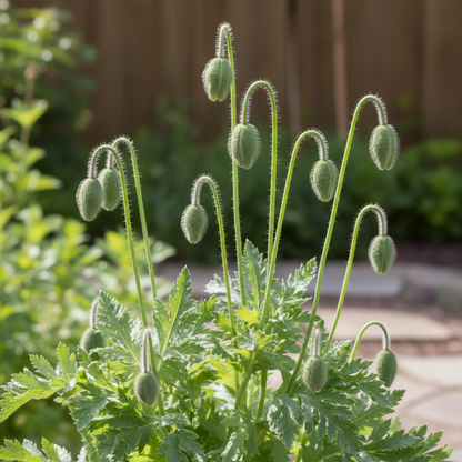 Poppy Iceland Mix Flower Seeds for Garden Planting