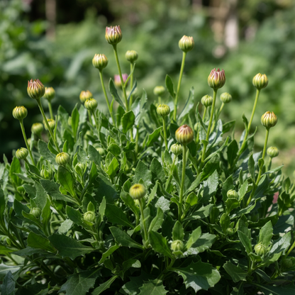 Osteospermum Mixed Flowers Seeds for Garden Planting