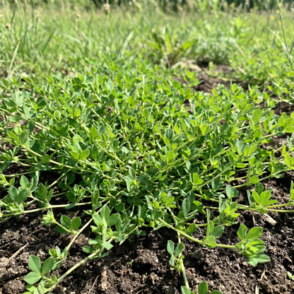 Bird’s Foot Trefoil Flower Seeds for Planting – Hardy Perennial Wildflower for Pollinators