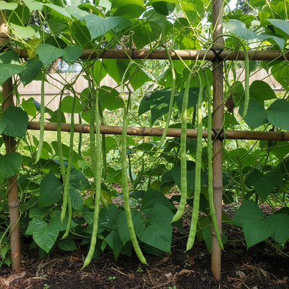 Alanga Vegetable Seeds – Traditional Asian Climbing Bean Seeds