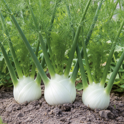 White Fennel Vegetable Seeds – Aromatic Bulbs for Fresh & Flavorful Harvests
