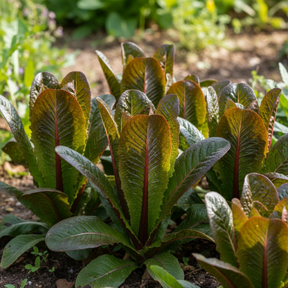 Organic Red Romaine Lettuce Seeds – Fresh Crisp Leafy Greens