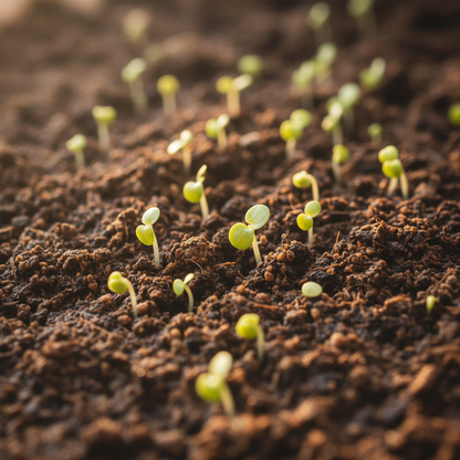 Begonia Semperflorens Mixed Flower Seeds – Vibrant Lush Garden Blooms