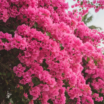 Bougainvillea Flower Seeds for Planting